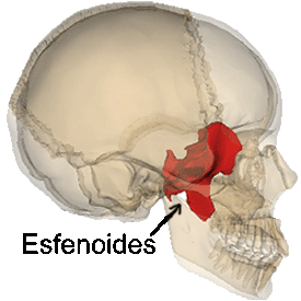 Esfenoides.gif