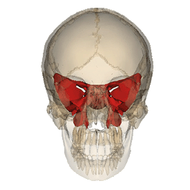Esfenoides_frontal.gif